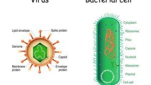 Ilustrasi-virus-dan-bakteri.jpg