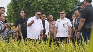 Panen-perdana-Mikroba-PA-63-Garuda.jpg