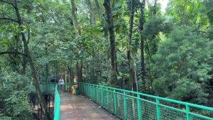 Pengunjung-menyusuri-forest-walk-di-Hutan-Babakan-Siliwangi-Kota-Bandung.jpg