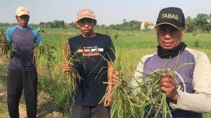 Petani-di-Majalengka-terancam-rugi-dan-gagal-panen.jpg