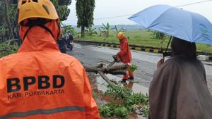 Petugas-BPBD-Purwakarta-menebang-dan-menge.jpg