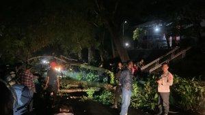 Pohon-berukuran-besartumbang-di-Kampung-Banjar-Pindang-Cianjur.jpg