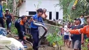 Proses-Penangkapan-ular-king-kobra-di-Pangandaran.jpg