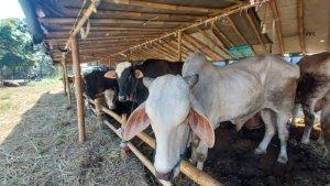 Sapi-yang-dijual-untuk-kurban-di-Gede-Bage-Kota-Bandung-Minggu-1162023.jpg