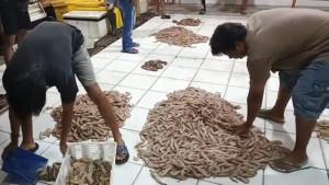 Suasana-di-TPI-Minasari-Pangandaran-Selasa-3092025.jpg