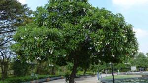 Tanaman-bintaro-untuk-dimanfaatkan-menjadi-biodisel-dan-biopellet.jpg