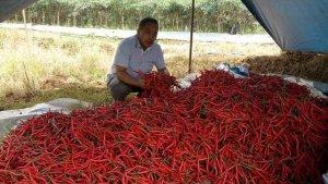 jabar/cabai-merah-11.jpg