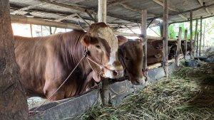 ilustrasi-sapi-kurban-indramayu.jpg