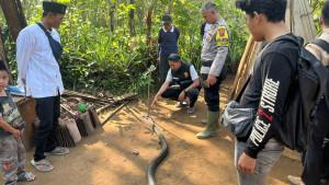 king-kobra-kayu-di-kepala.jpg