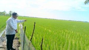 meninjau-pertumbuhan-padi-di-tiga-desa.jpg