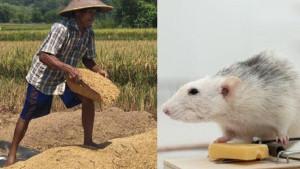 petani-indramayu-hadapi-masalah-hama-tikus.jpg