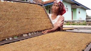 petani-tembakau-sedang-menjemur-tembakau.jpg