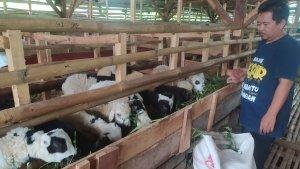 peternak-domba-garut-cianjur.jpg