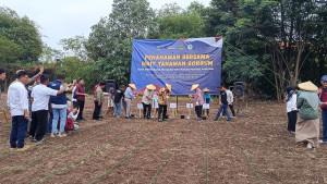 tanam-sorgum-di-cirebon.jpg