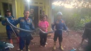 ular-kobra-4-meter-ditemukan-balita-di-sumedang.jpg