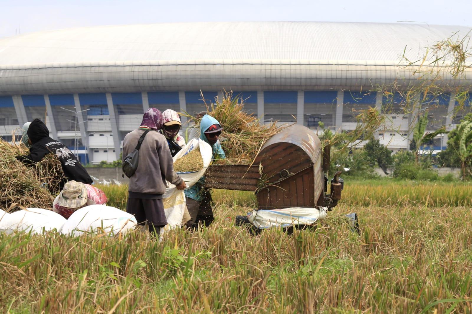 20250917_GANI_Panen_Padi_03.jpg