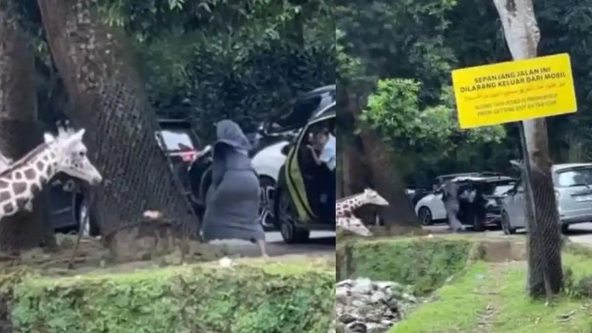 Aksi-emak-emak-pengunjung-Taman-Safari-Bogor-nekat-keluar-dari-mobil.jpg