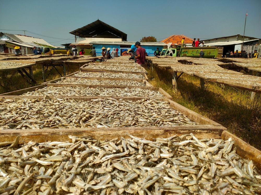Berkah-Kemarau-Bagi-Perajin-Ikan-Asin-di-Cirebon-Angin-Segar-di-Tengah-Turunnya-Harga-Jual.jpg