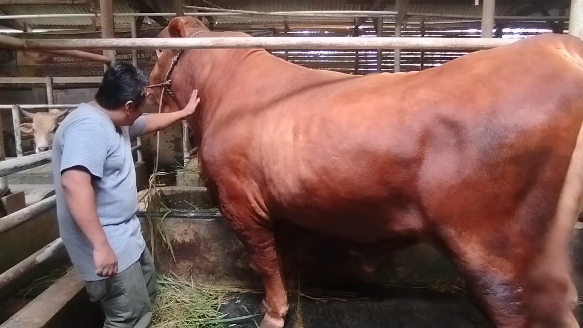 Mengenal Diego, Sapi Limosin Jumbo Asal Kuningan yang Dipilih Presiden Prabowo untuk Iduladha