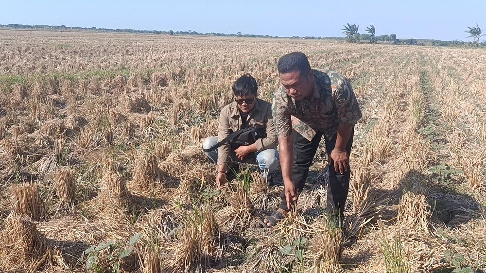 Air Irigasi Tak Pernah Sampai, 95 Hektare Sawah di Cirebon Kini Mengering - Tribunjabar.id