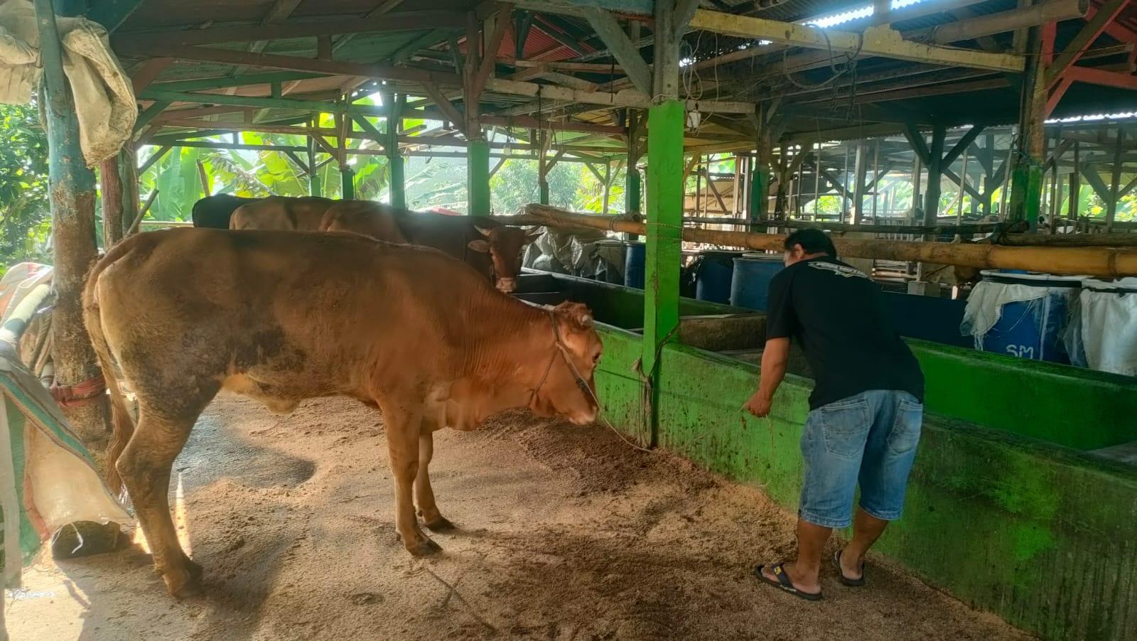 Jelang Iduladha 2026, Kasus PMK di Jabar Terkendali Berkat Program Vaksinasi Dua Kali Setahun