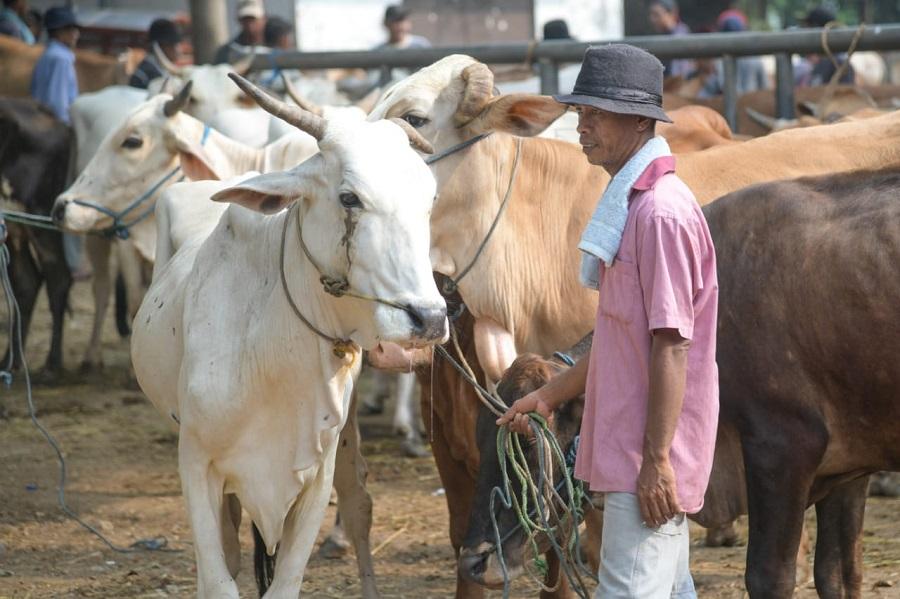 Daftar Harga Hewan Kurban 2023 Sapi dan Kambing Bobotnya Beragam, Dimulai Harga Dibawah Rp 2 Juta