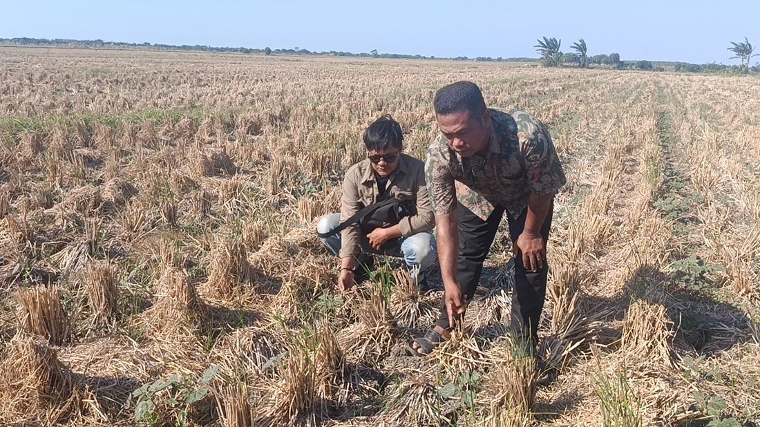 95 Hektare Sawah Kalisapu Mengering, Dinas PUTR Cirebon Prioritaskan Normalisasi DI Jatisawit - Tribunjabar.id
