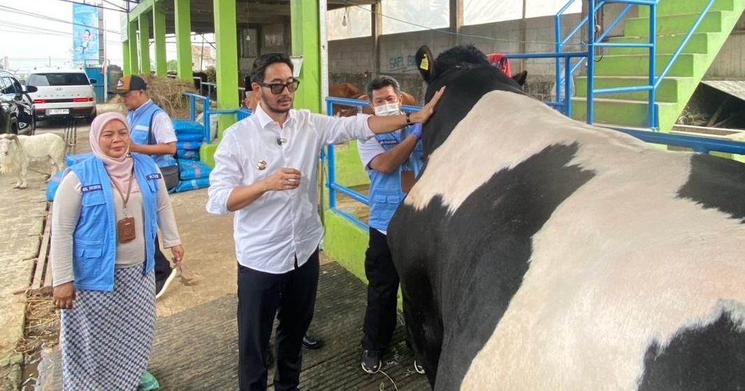 Sapi Kurban Ukuran Jumbo Laris Manis di Bandung Barat, Harga Bisa Mencapai Rp100 Juta-an