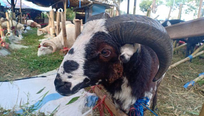 Kambing-yang-dijajakan-pedagang-hewan-Soreang-Kabupaten-Bandung.jpg