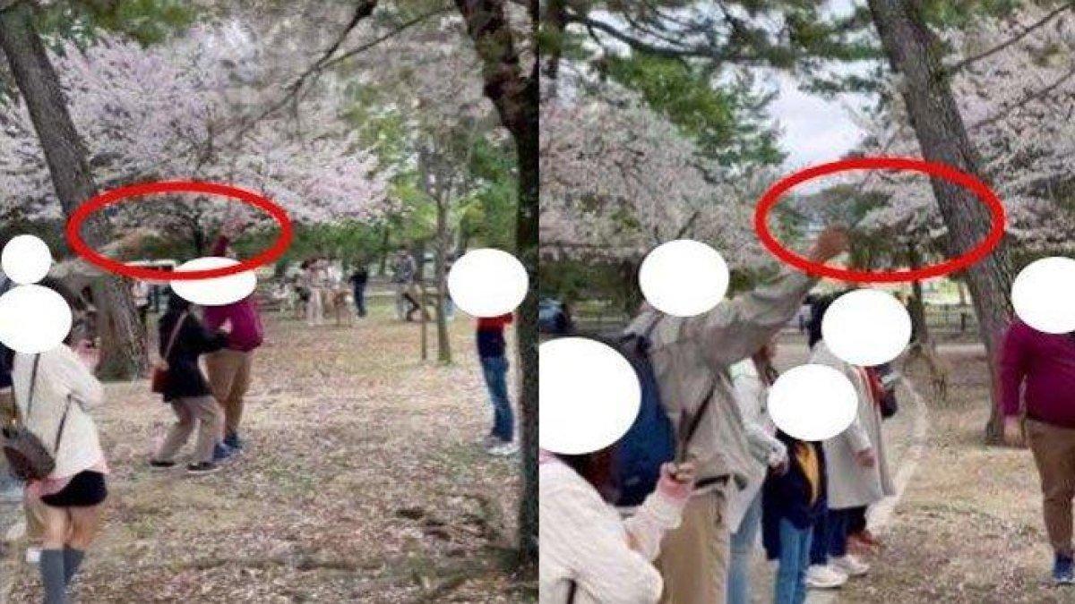 Kelakuan-turis-Indonesia-rontokkan-bunga-sakura-jadi-sorotan-warganet.jpg