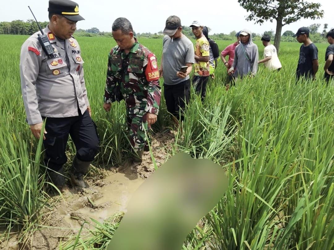Penemuan Mayat Pria Tanpa Identitas di Sawah Balida Majalengka, Pakai Kaos Hitam dan Jeans