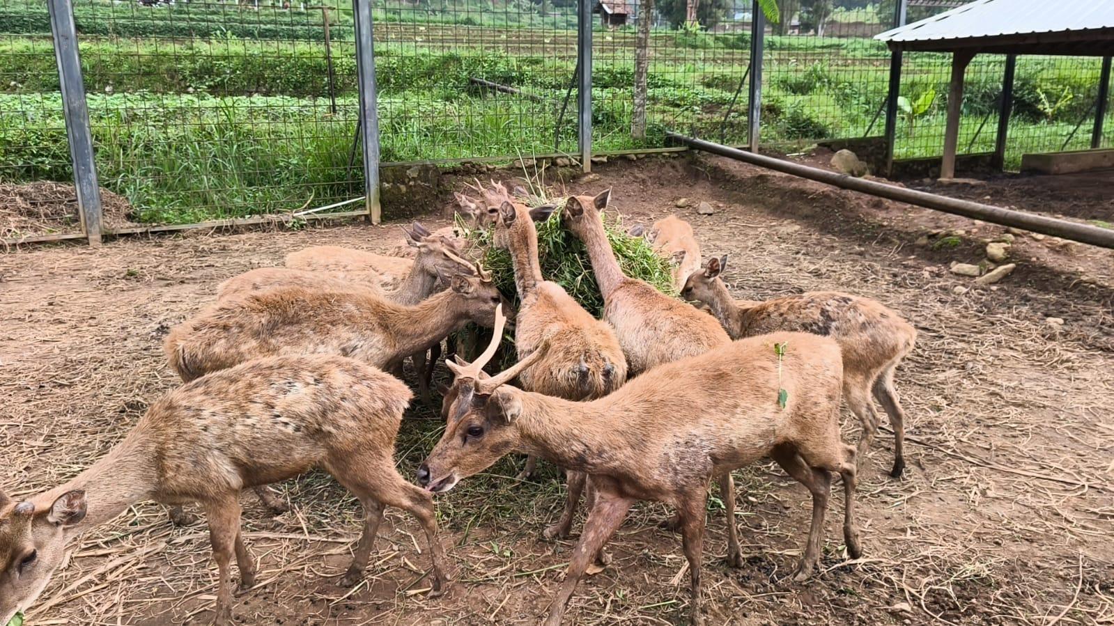 MINI-zoo-kuningan-rusa-293.jpg
