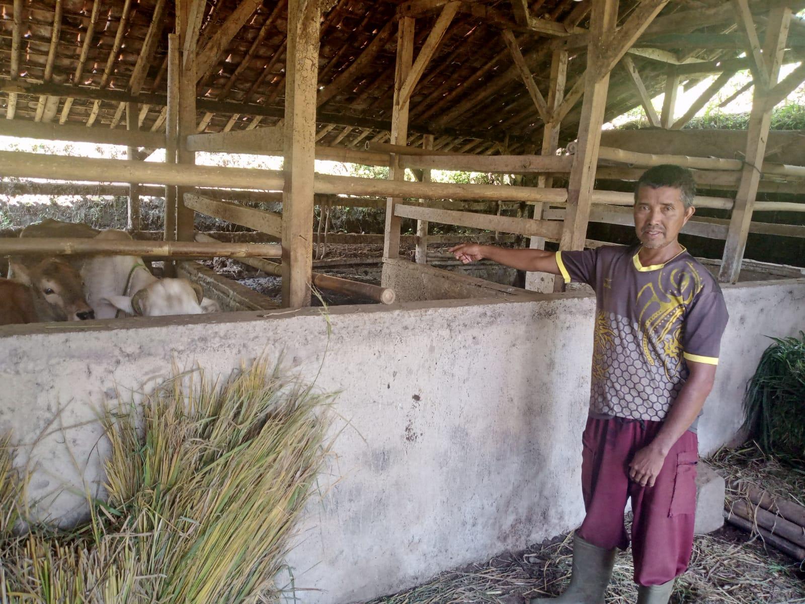 Kisah Narya di Sumedang, Ikhlaskan Sapi Limousin yang Dicuri Daripada Lapor Polisi, Doakan Malingnya