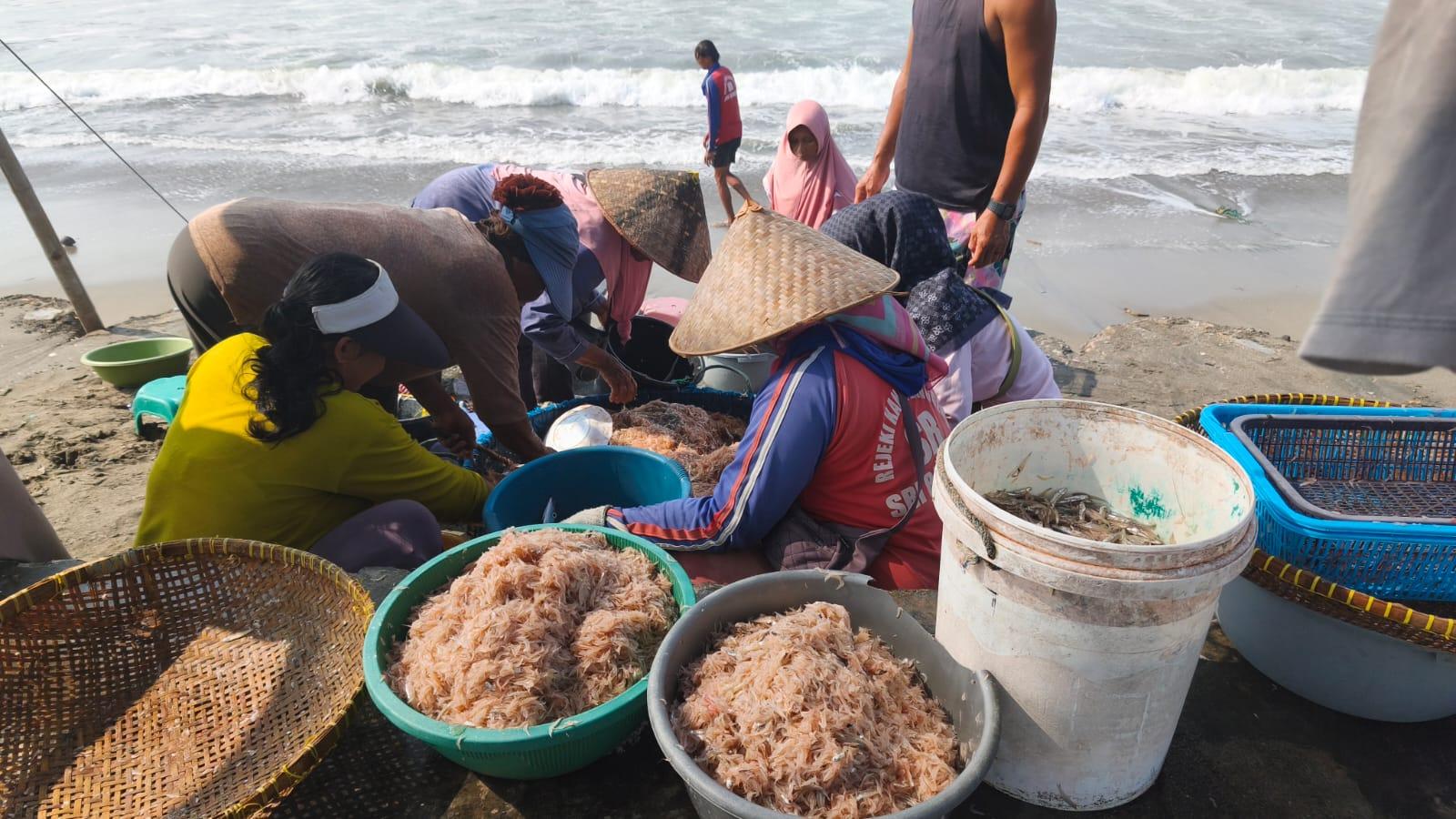 Nelayan di Pangandaran Panen Udang Rebon, Didukung Kondisi Cuaca dan Arus Laut