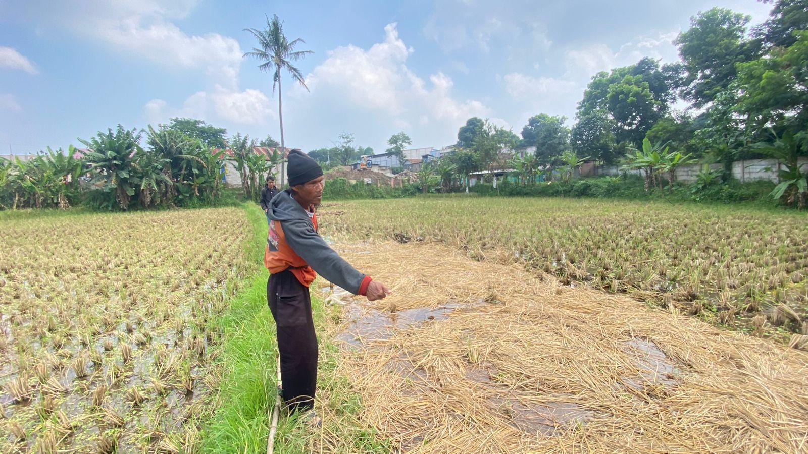 Oka-Sukmana-saat-menunjukkan-lokasi-padi-yang-hilang-dicuri-Senin-2742026.jpg