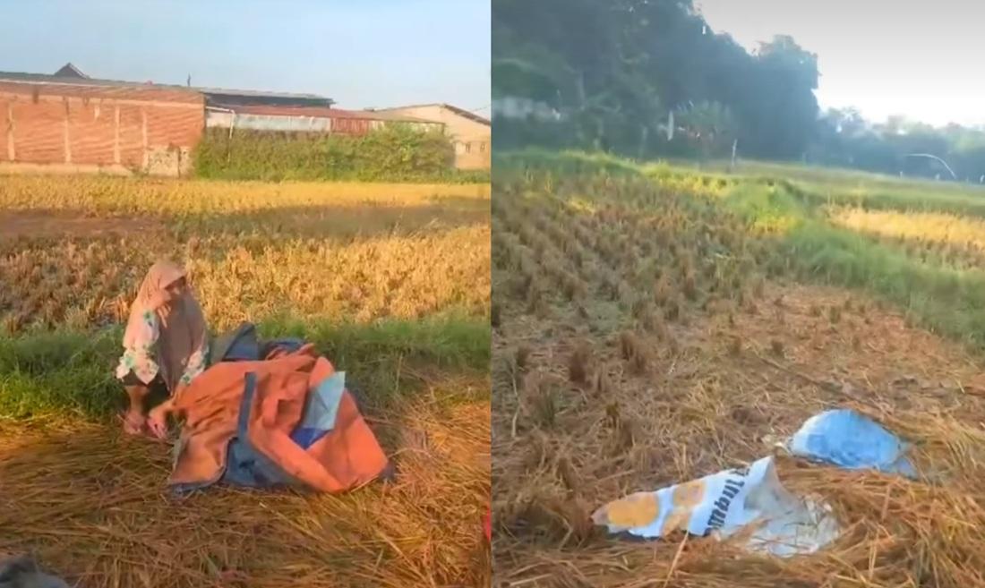 BREAKING NEWS: Petani Ngamprah KBB Lesu, Padi Panen yang Sedang Dijemur Digondol Maling Ber-Mobil