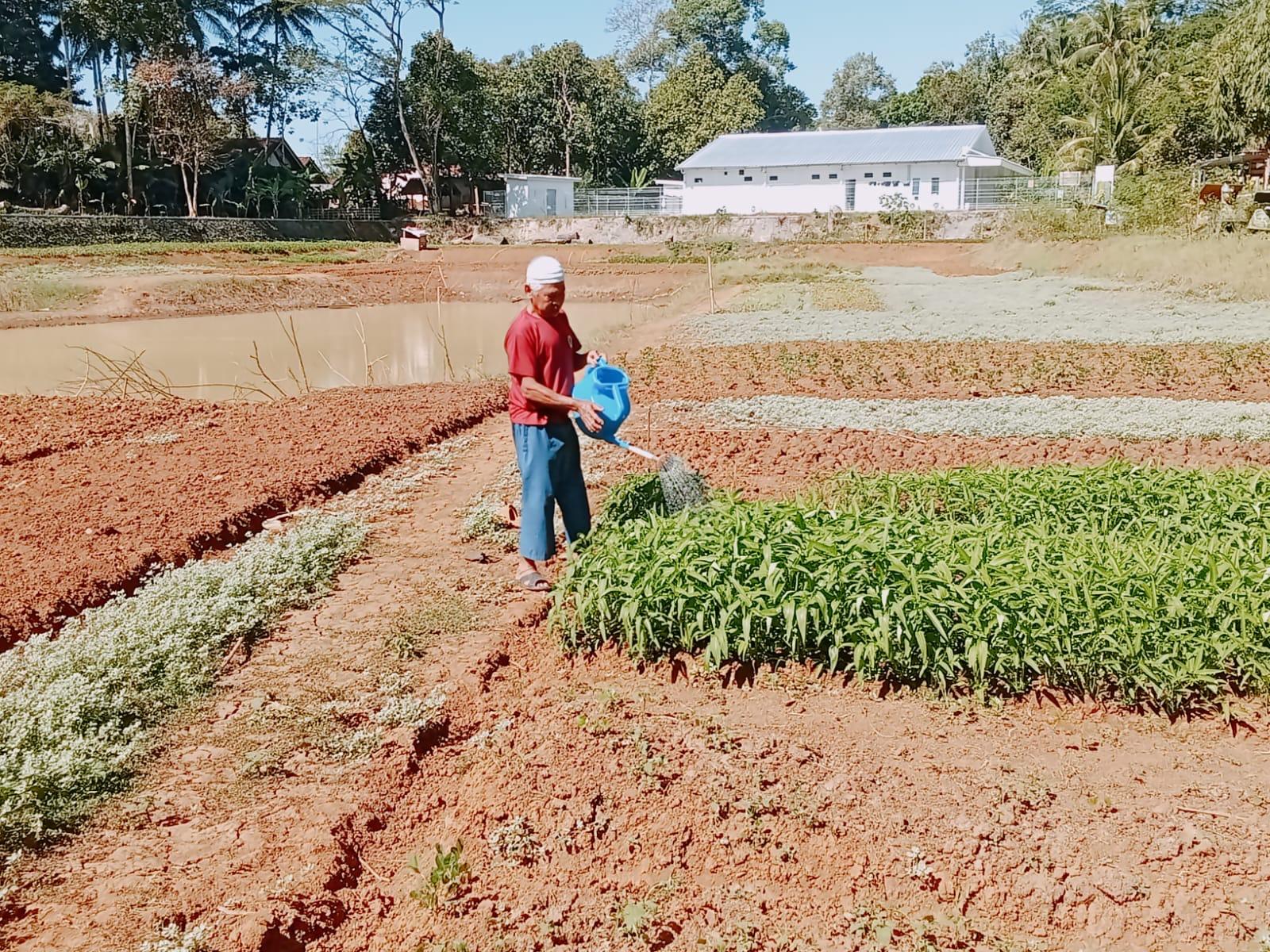Situ Cibungur Ciamis Mengering: Disulap Warga Jadi Kebun Kangkung, Perahu Wisata Mangkrak - Tribunjabar.id