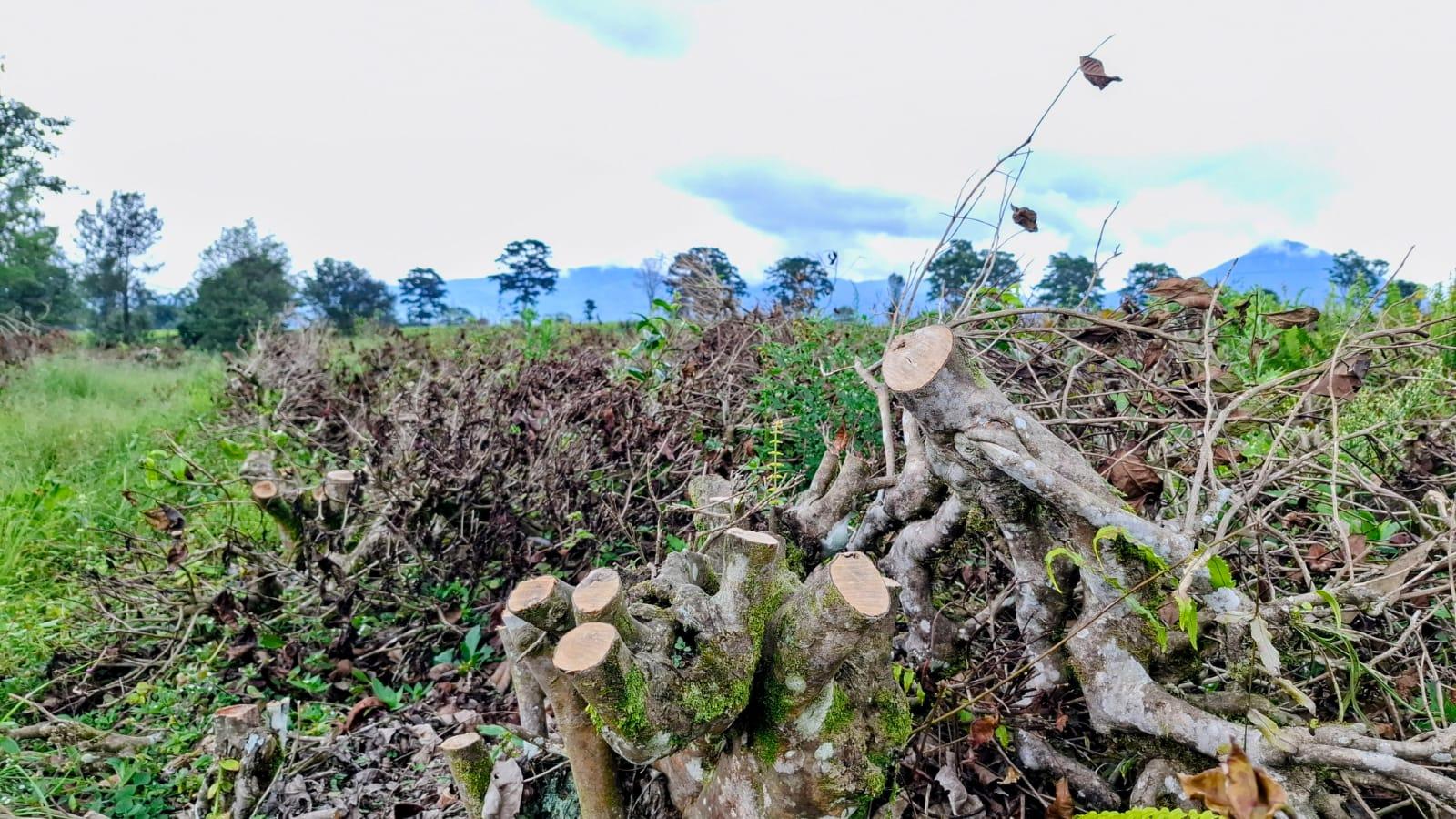 PTPN Pastikan Lahan yang Dikerjasamakan Bukan di Kebun Teh yang Sedang Dirusak