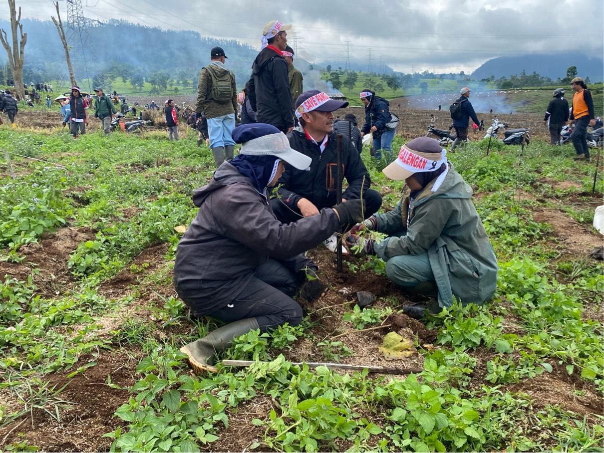 Viral Kebun Teh di Pangalengan Bandung Gundul, PTPN Pulihkan Lahan dengan Penanaman Pohon
