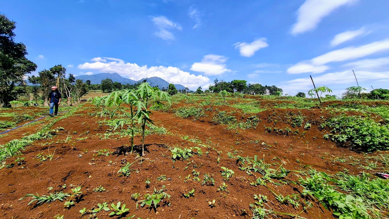 Rehabilitasi Lahan Kritis di Arjasari Bandung: Unpad Tanam Ribuan Bibit Pohon Sukun