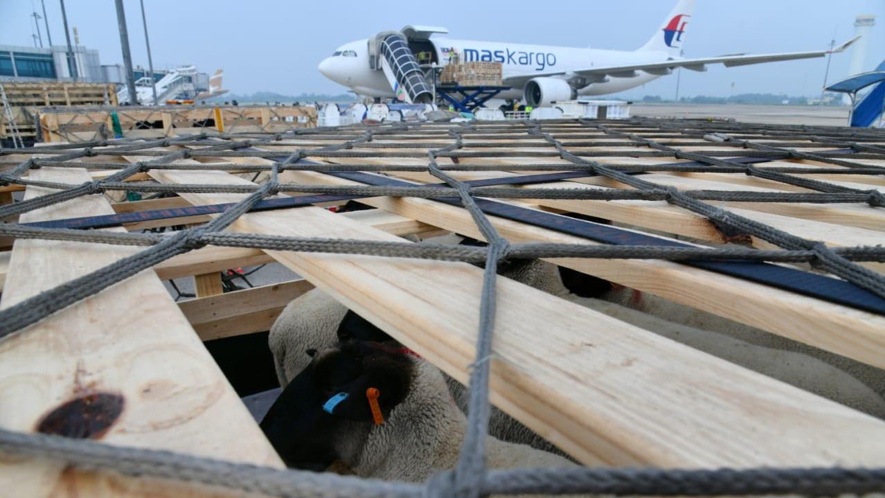Pesawat-kargo-yang-mengangkut-900-ekor.jpg