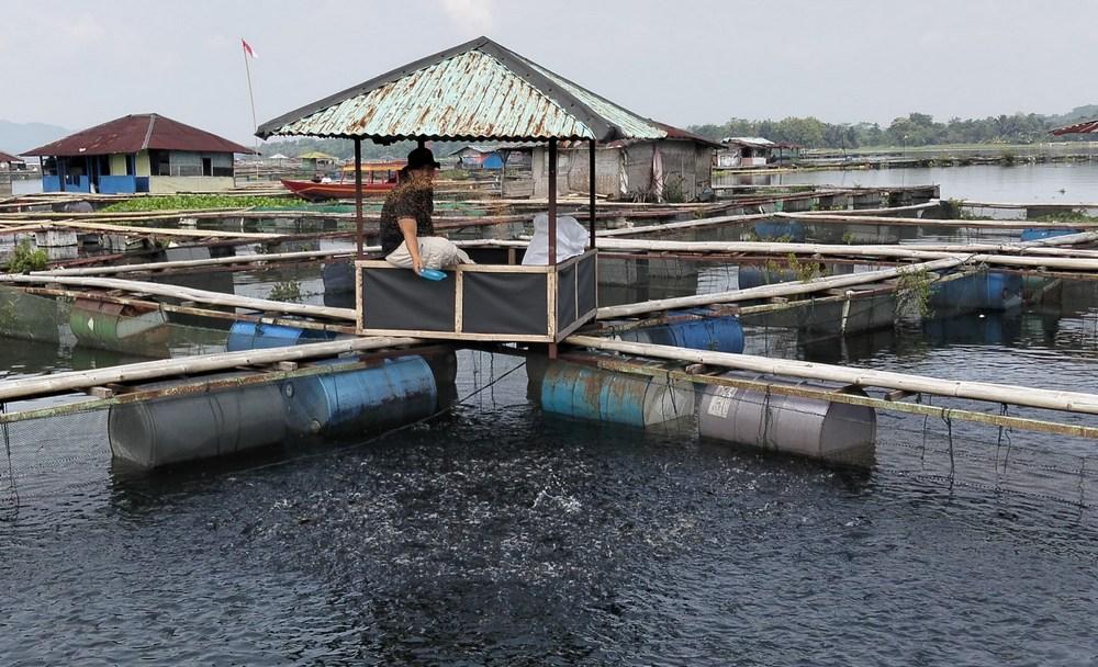 Petani-Kolam-Jaring-Apung-KJA-di-Waduk-Cirata-Minggu-672025.jpg