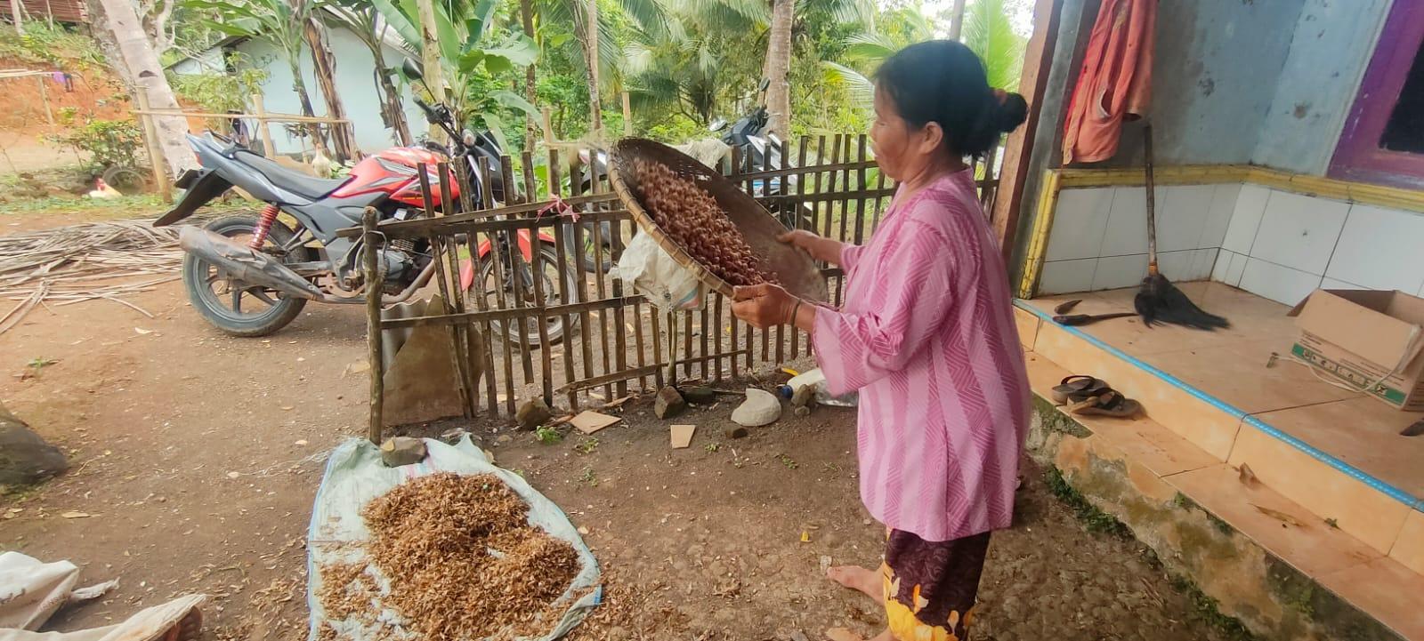 Arief Maoshul Affandy Komisi 2 DPRD Jabar Soroti Harga Kapulaga yang Dikeluhan Petani di Pangandaran