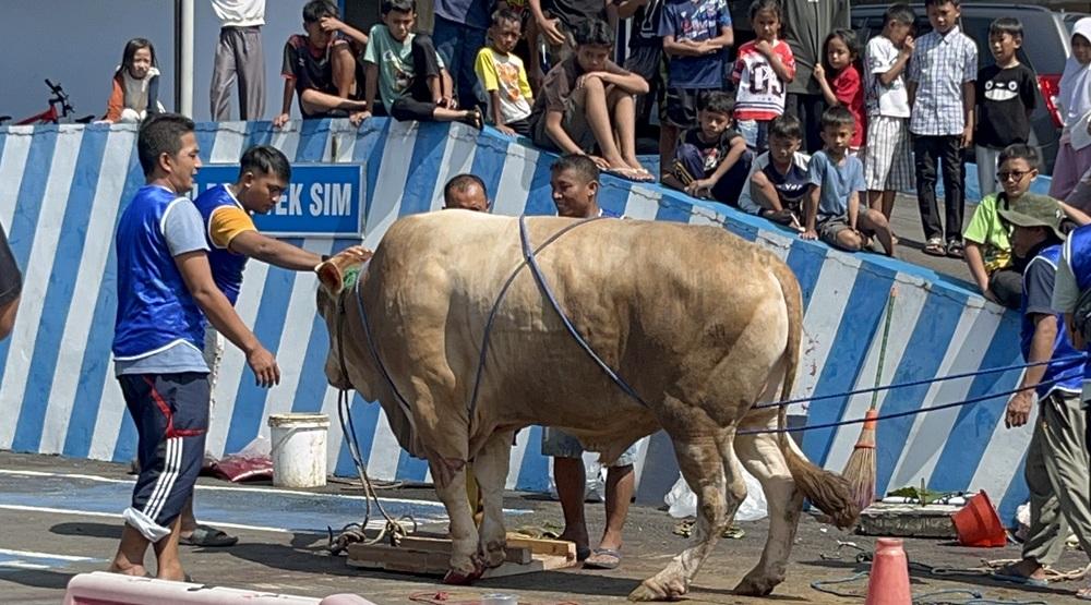 Polres-Ciamis-siapkan-delapan-ekor-sapi-dan-25-ekor-kambing.jpg