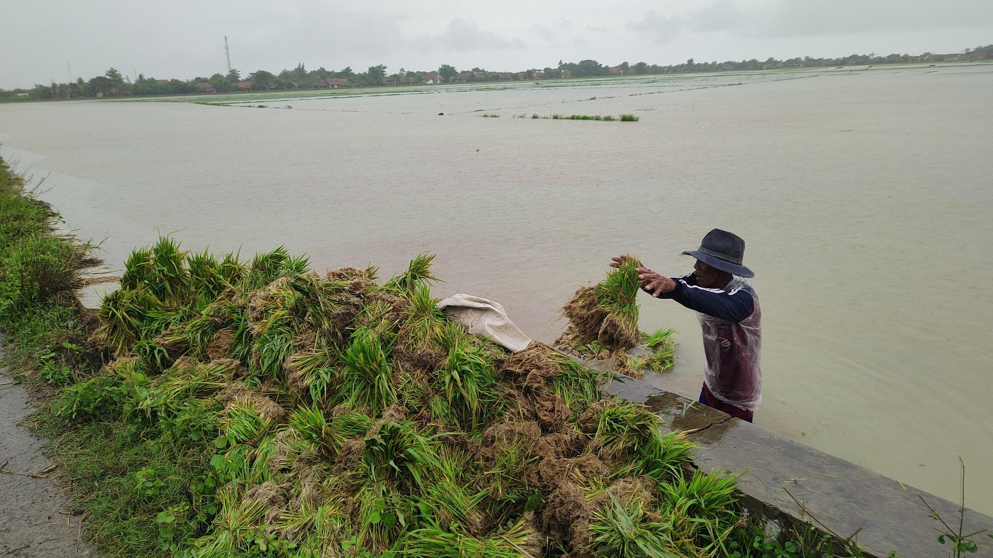 Pilu Petani di Indramayu, Baru Saja Tanam Padi tapi Sawah Malah Terendam Banjir