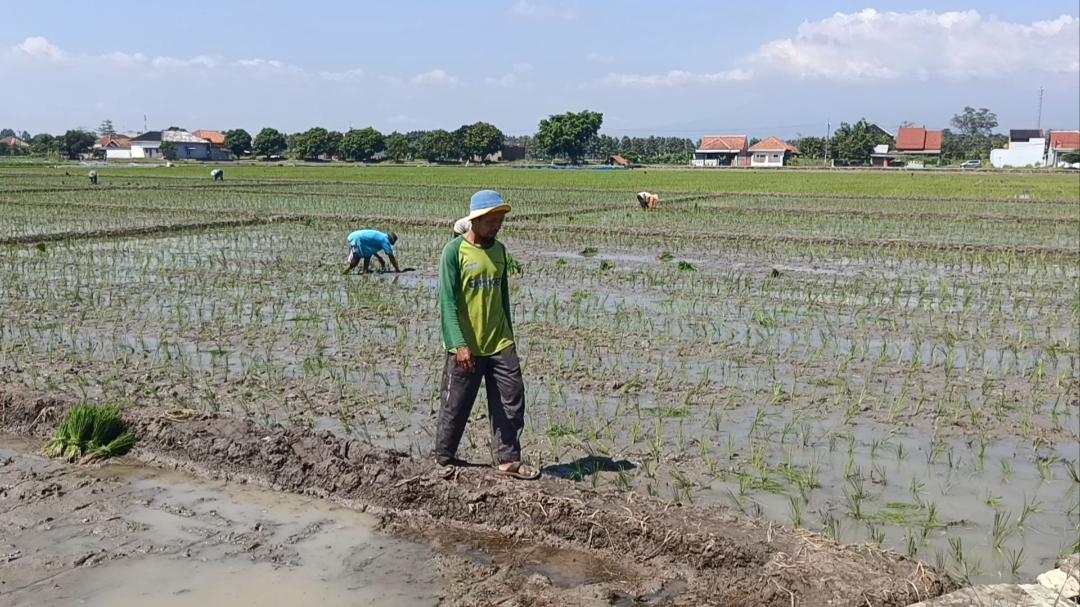 Pelemahan Rupiah Terasa sampai ke Desa di Cirebon, Petani Pusing Harga Obat Hama Naik 50 Persen