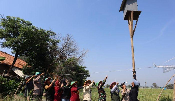 Lawan Hama Tikus pada Tanaman Padi, Puluhan Rumah Burung Hantu Dibangun di Karawang