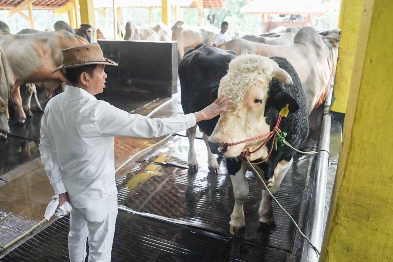 SAPI-KURBAN-dedi-mulyadi-ke-banjar.jpg