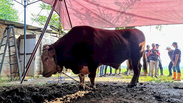 SAPI-kurban-bantuan-Presiden-RI-Prabowo-Subianto-di-Kampung-Lamajang-Peuntas.jpg