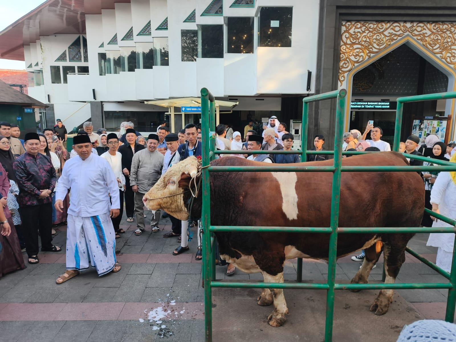 Sapi-bantuan-presiden-saat-diserahkan-ke-Wali.jpg